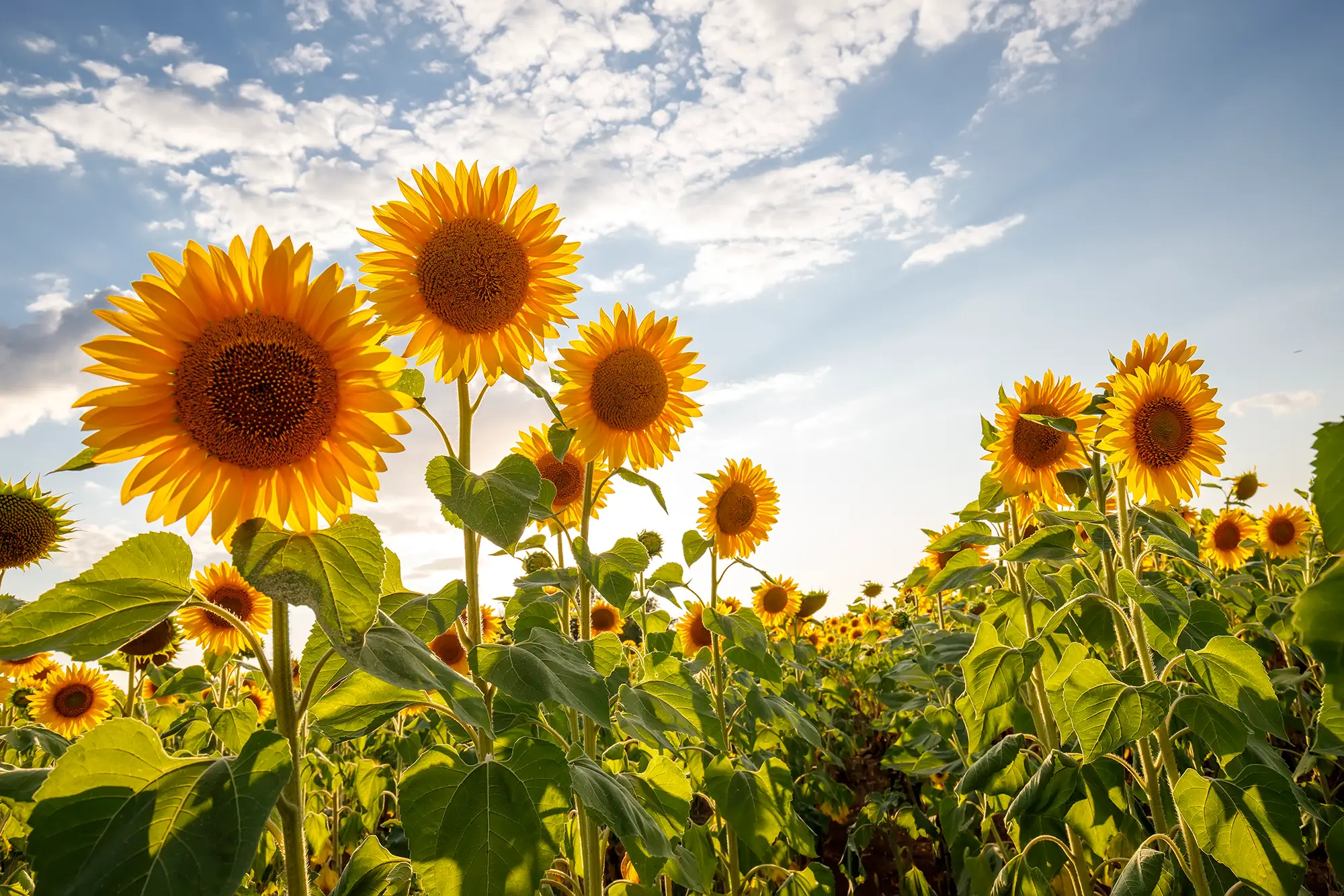 Nachhaltigkeit und Umweltschutz bei Fontana Unlimited